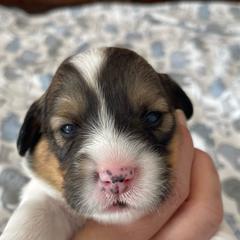 Cody - Sable Pembroke Welsh Corgi puppy in Macomb, Michigan from Corgiland Ranch