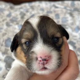 Cody - Sable Pembroke Welsh Corgi puppy in Macomb, Michigan from Corgiland Ranch