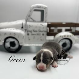 Greta fluffy pending with tail - Blue female Pembroke Welsh Corgi puppy in Casper, Wyoming from Flying Note Shorties