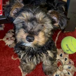Johnnie Walker - Parti male Yorkshire Terrier puppy in Atlanta, Georgia from Cocktail Puppies