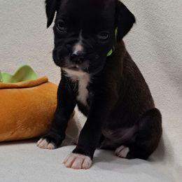 Green - Brindle Boxer puppy in Franklin, Georgia from Lakeside Kennels of Franklin