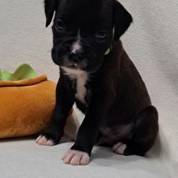 Green - Brindle Boxer puppy in Franklin, Georgia from Lakeside Kennels of Franklin