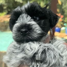Wesson - Parti male Miniature Schnauzer puppy in Pflugerville, Texas from K&K Precious Tx schnauzers