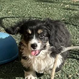 Pembroke Welsh Corgi Puppies from BriarFox Welsh Corgis