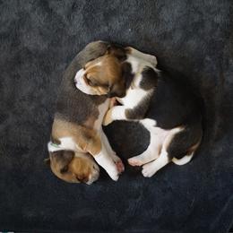 Harrier Puppies from Darkfire Harriers