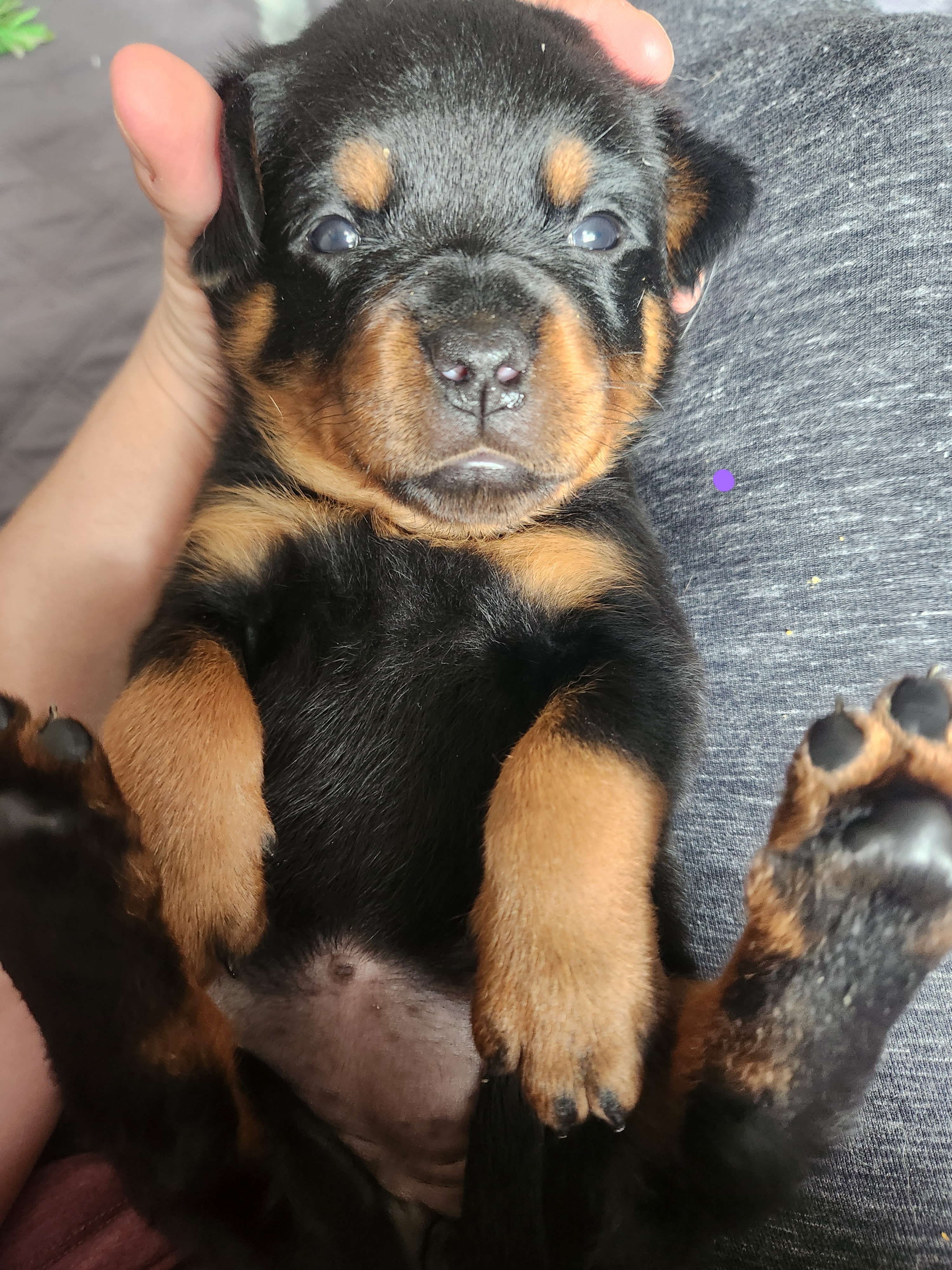 Purple Girl - Rottweiler puppy in Brasher Falls, New York from Tri-town Rotties