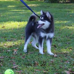Bandit the Blue and Tan Tri - Tri-color male Pomsky puppy in Lauderhill, Florida from Your Friend Seamus' Studds