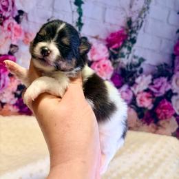Tri and tan parti - Butterscotch - Tri-colored female Pomeranian puppy in Maynardville, Tennessee from Knox Posh Poms