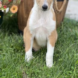 Collie and Shetland Sheepdog Puppies from StoneyAcre