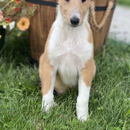 Collie and Shetland Sheepdog Puppies from StoneyAcre
