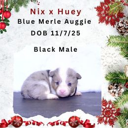 Black male - Blue merle and white male American Corgi puppy in Campbellsburg, Indiana from Kates Corgis
