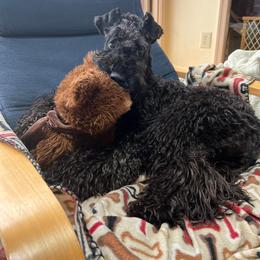 Kerry Blue Terrier and Soft Coated Wheaten Terrier Puppies from Cross the Rubicon