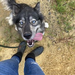 Siberian Husky puppies from Kristie’s Husky Haven