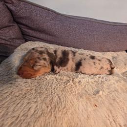 Dapple boy 1 - Dapple male Dachshund puppy in West Plains, Missouri from Spring Creek Dachshunds