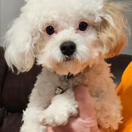 Henry - Cavapoo