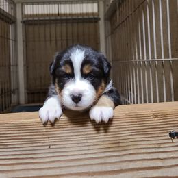 Toy Australian Shepherd Puppies from Beasley Acres Aussies