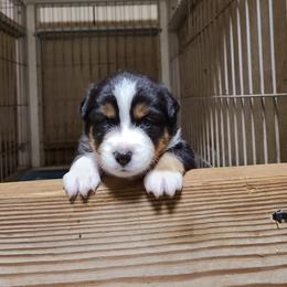 Toy Australian Shepherd Puppies from Beasley Acres Aussies