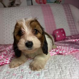 Megan - Piebald female Dachshund puppy in Lake City, Florida from My Ditzy Doxies of Florida