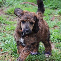 Poodle Puppies from Sapphire Poodles