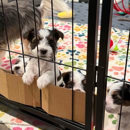 Girl 2 - Black tan and white female Biewer Terrier puppy in Summerville, South Carolina from Xanadu