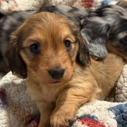 Eggo - Cream female Dachshund puppy in Temecula, California from Naomi Magee's Dachshund Kennel