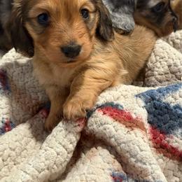 Eggo - Cream female Dachshund puppy in Temecula, California from Naomi Magee's Dachshund Kennel