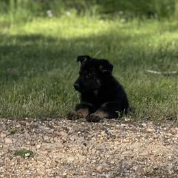 Iron Man (Stark) Red Collar Male - Black and tan German Shepherd puppy in Little Rock, Arkansas from Strahl Von Valor Shepherds