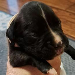 White boy - Brindle male Boxer puppy in Franklin, Georgia from Lakeside Kennels of Franklin