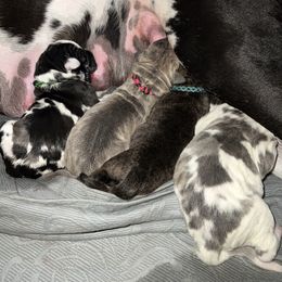Great Dane Puppies from Shadow Veil Dane’s
