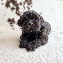Hickory - Chocolate male Shih Tzu puppy in Ronda, North Carolina from Willow River