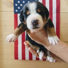 Red Boy, Roosevelt Aka Teddy - Black, white and red male Greater Swiss Mountain Dog puppy in Edinboro, Pennsylvania from Greater Swiss of Whitetail Acres