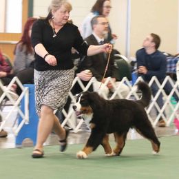 Bernese Mountain Dogs from Bugziere Bernese Mountain Dogs