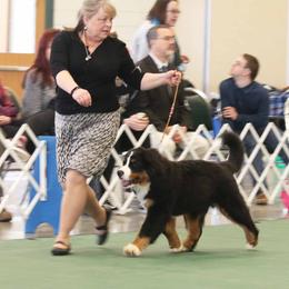 Bernese Mountain Dogs from Bugziere Bernese Mountain Dogs