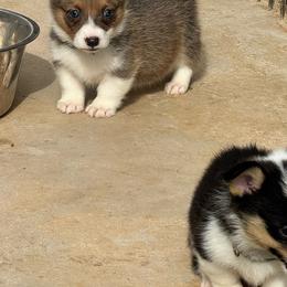 Harley Quinn - Sable female Pembroke Welsh Corgi puppy in Millsap, Texas from Punchy Pembroke Ranch