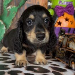 Sirius - Black and cream male Dachshund puppy in Floresville, Texas from Muddy River Dachshunds