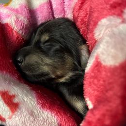 Rambo - Black and cream male Dachshund puppy in New Smyrna Beach, Florida from J & L Mini D’s