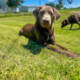 Journi - Dilute Retriever