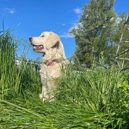 Willow - Golden Retriever