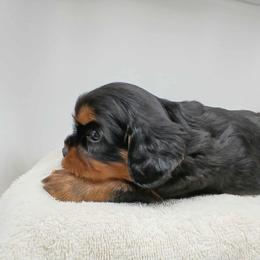 Girl 2 - Black and tan female Cavalier King Charles Spaniel puppy in Rochert, Minnesota from Arctic Acres Cavaliers