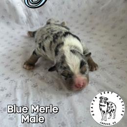 Pecos - Blue merle male Miniature Australian Shepherd puppy in Jaroso, Colorado from Heaven Sent Aussies