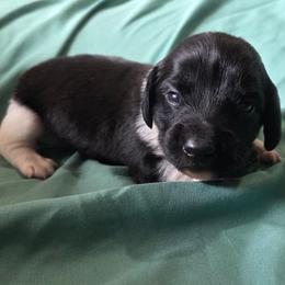 Checkers - Piebald male Dachshund puppy in Cowen, West Virginia from Bennett Babies