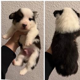 Boy 1 - Black and tan male Pembroke Welsh Corgi puppy in Helmville, Montana from Calie’s Corgis