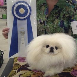Pekingese Puppies from Andrea Johnson Pekingese