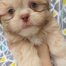 Boy 1 - Gold and white male Shih Tzu puppy in Eastanollee, Georgia from G & J Shih Tzu