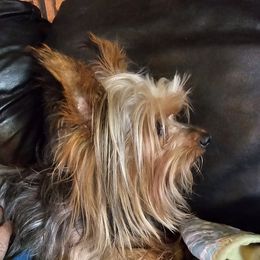 Cheeto - Yorkshire Terrier