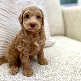 Marshmallow - Cream male Goldendoodle puppy in Jackson, Mississippi from T.M. Poodles & Doodles