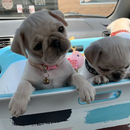 Pug Puppies from Pugs R 4 U in KY