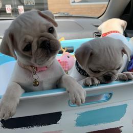 Pug Puppies from Pugs R 4 U in KY