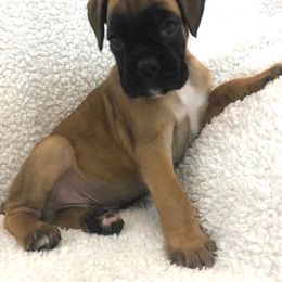 Boxer Puppies from Cimarron European Boxers