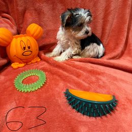 G3 - Parti female Yorkshire Terrier puppy in Madera, California from Rosann's Yorkshire Terriers